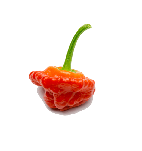 Scotch Bonnet Red Scotch Bonnet Red